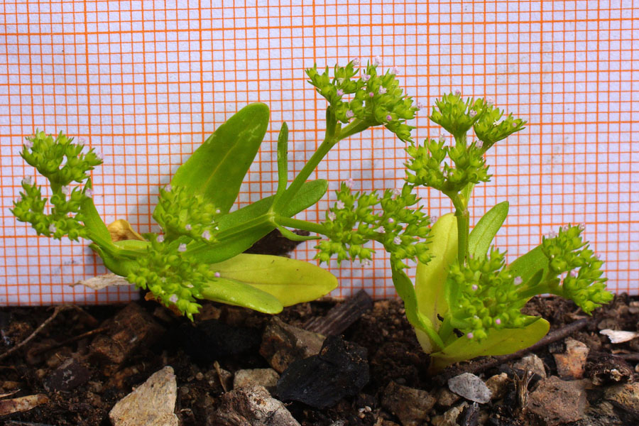 Valerianella microcarpa / Gallinella a frutto piccolo